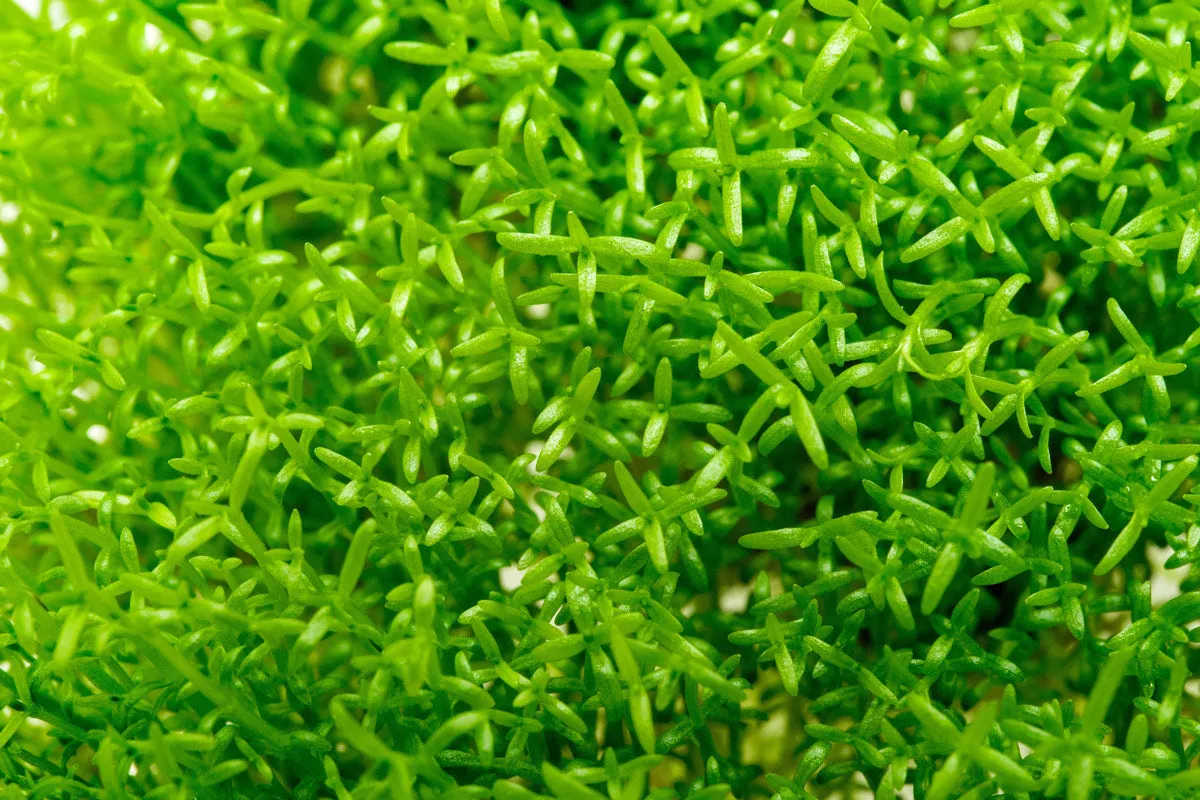 Hedyotis Salzmannii Tissue Culture