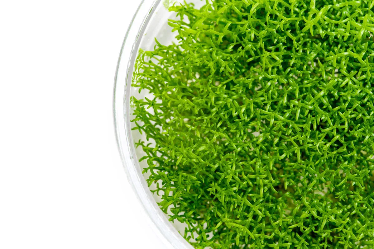 Hedyotis Salzmannii Tissue Culture