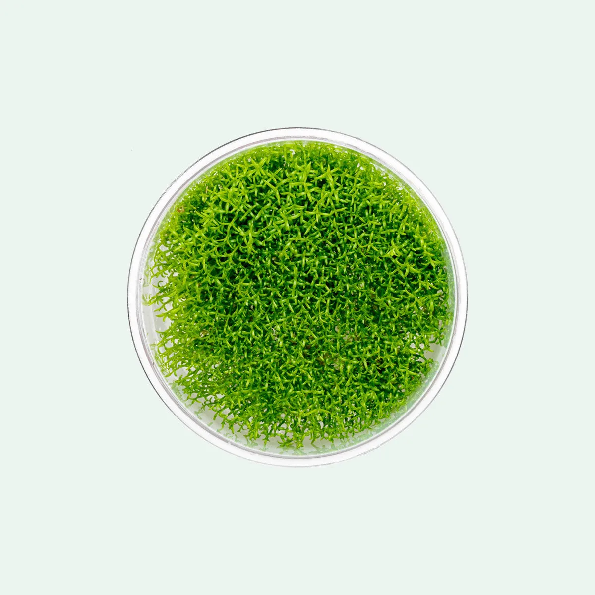 Hedyotis Salzmannii Tissue Culture
