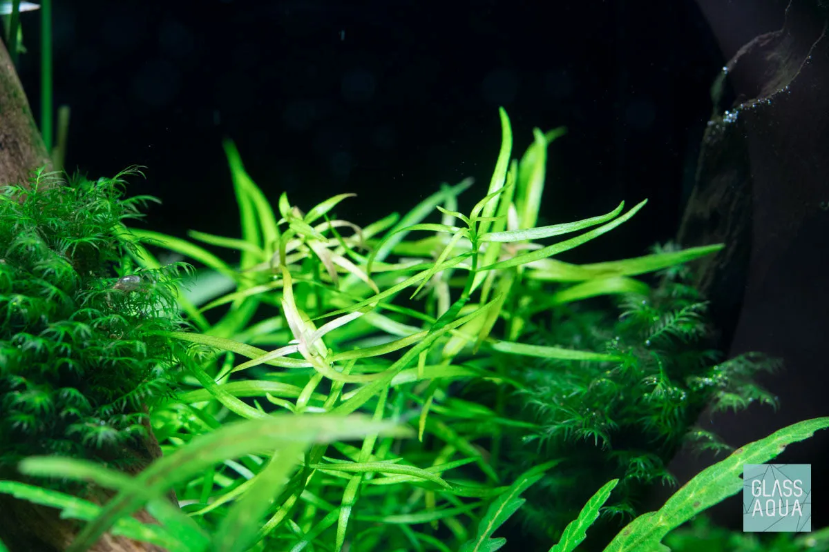 Ludwigia Crystal