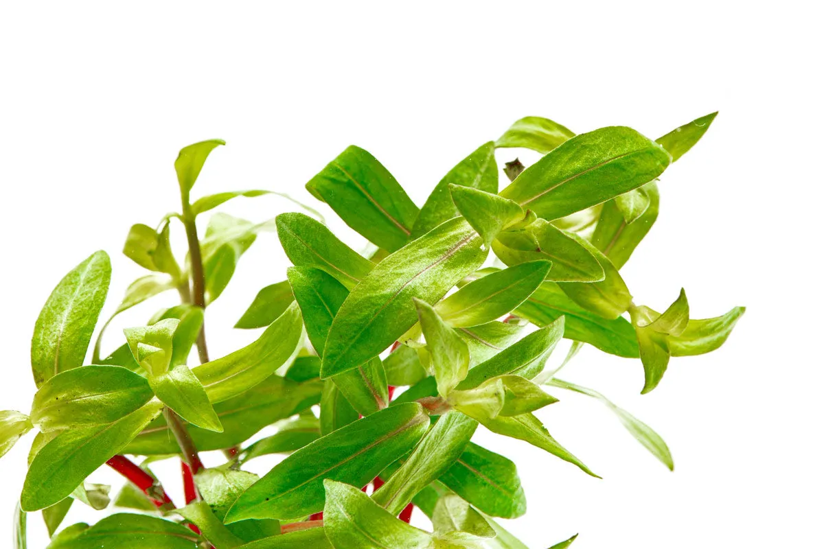 Nesaea Crassicaulis