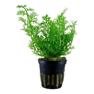 TCulture Ceratopteris Thalictroides (Pot)